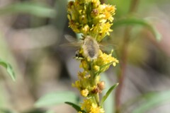 Anastoechus barbatus