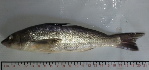 Pacific kingcroaker (Menticirrhus elongatus) — Sciaenidae — 4