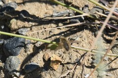 Anastoechus barbatus