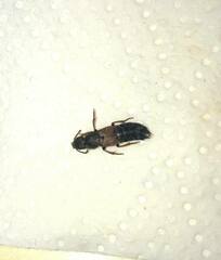 Platydracus chalcocephalus