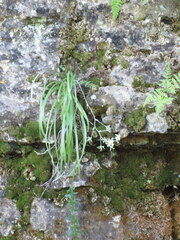 Anticlea elegans glauca