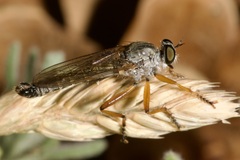 Neomochtherus schineri