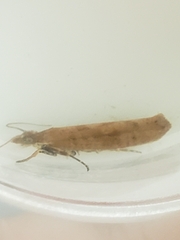 Ypsolopha ustella