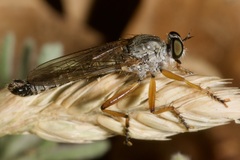 Neomochtherus schineri