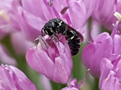 Hylaeus communis