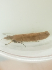 Ypsolopha ustella