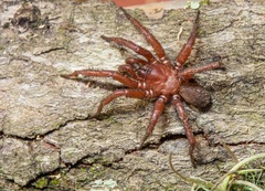 Myrmekiaphila comstocki