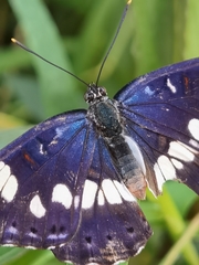 Limenitis reducta