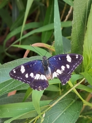Limenitis reducta