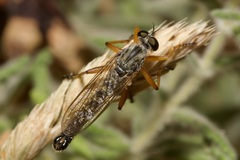 Neomochtherus schineri