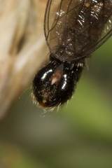 Neomochtherus schineri