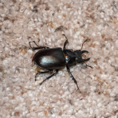 Lucanus placidus
