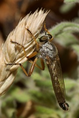 Neomochtherus schineri