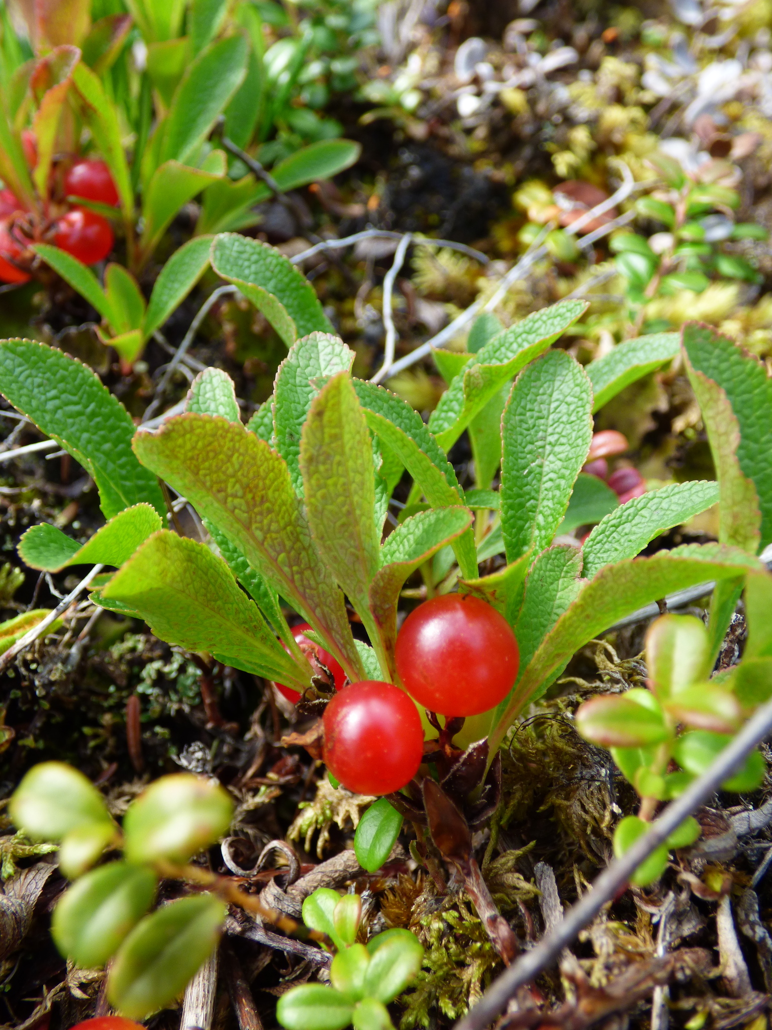 Arctous rubra