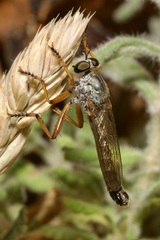 Neomochtherus schineri