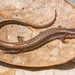 Coastal Plain Dwarf Salamander - Photo (c) John Serrao, some rights reserved (CC BY-NC), uploaded by John Serrao