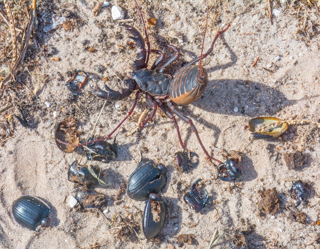 Florida vinegaroon from Rima Ridge Road, Tiger Bay State Forest