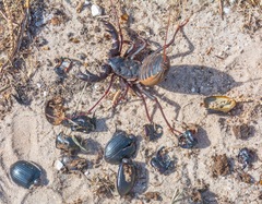 Mastigoproctus floridanus