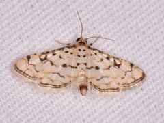 Hileithia rehamalis