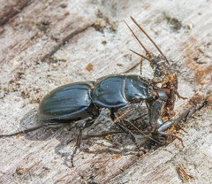 Pasimachus marginatus