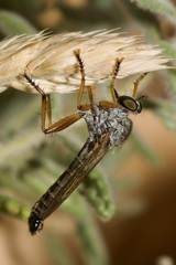 Neomochtherus schineri