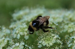 Bombus pratorum