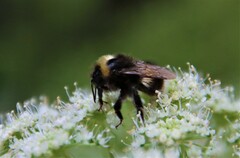 Bombus pratorum