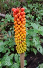 Amorphophallus sylvaticus