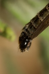 Neomochtherus schineri