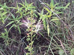 Calliandra biflora