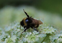 Bombus pratorum