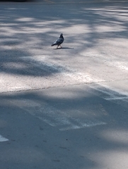 Columba livia domestica