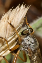 Neomochtherus schineri