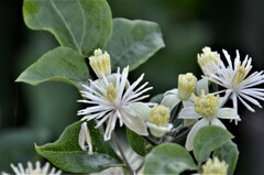Clematis vitalba