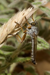 Neomochtherus schineri
