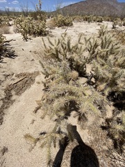 Cylindropuntia sanfelipensis