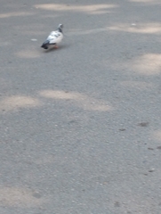 Columba livia domestica