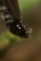 Neomochtherus schineri