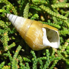 Pleurocera acuta