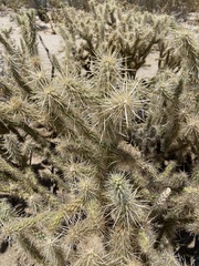 Cylindropuntia sanfelipensis