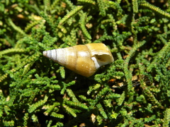 Pleurocera acuta
