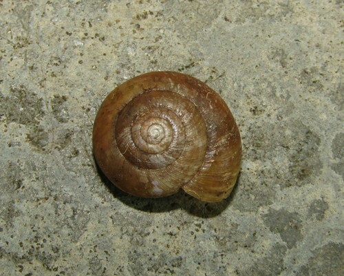 Oxychilus mingrelicus