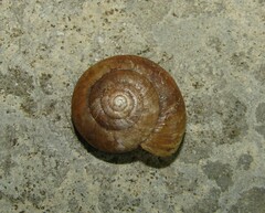 Oxychilus mingrelicus