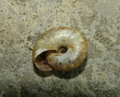 Oxychilus mingrelicus