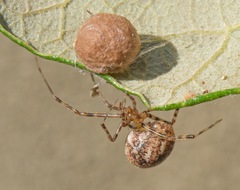 Tidarren sisyphoides