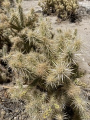 Cylindropuntia sanfelipensis