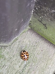 Harmonia axyridis