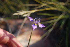 Moraea algoensis