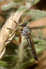 Neomochtherus schineri
