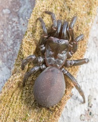 Atypidae